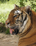 _MG_0699a 8x10syd.jpg