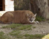 _MG_8672a 8x10syd.jpg