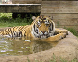 _MG_8794a 8x10ind.jpg