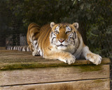 _MG_0876a 8x10kat.jpg