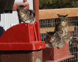 _MG_1592a barn cats.jpg