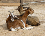 _MG_3168a 8x10goats.jpg