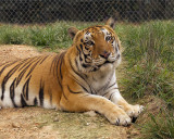 _MG_9509a 8x10tsu.jpg