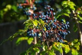 Oregon grape