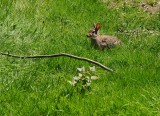 Rabbit near the trail