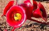 Bees getting a sugar fix