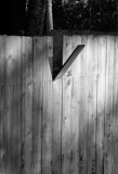 Jonathan Livingston Fenceboard