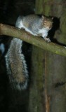 Squirrel of the damned