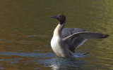 Pintail Duck.jpg