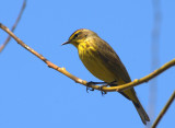 PALM WARBLER 