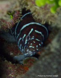 Zebra Moray .jpg