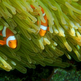 Clown Anemone Fish.jpg