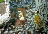 Anemone Shrimp .jpg