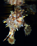 Papua New Guinea 2016, Kimbe Bay