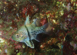Orbicular Cardinalfish .jpg