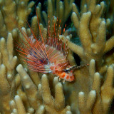 Spot fin Lionfish .jpg