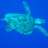 Hawksbill Turtle .jpg