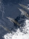 Spinner Dolphins.jpg