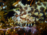 Papua New Guinea 2016, Kimbe Bay