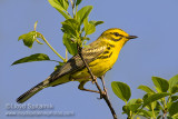Prairie Warbler