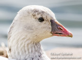 Rosss Goose