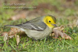 Hermit Warbler