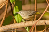 Virginias Warbler