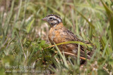 Smiths Longspur