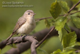 Warbling Vireo