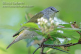 Tennessee Warbler