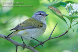 Tennessee Warbler