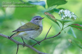 Tennessee Warbler