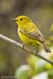 Yellow Warbler