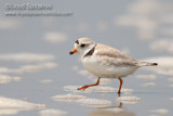 Piping Plover