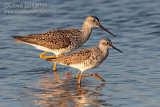 Lesser Yellowlegs & Greater Yellowlegs
