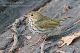 Ovenbird