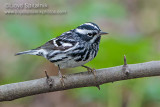 Black-and-white Warbler