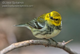 Black-throated Green Warbler (female)