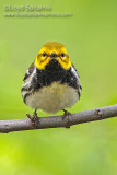 Black-throated Green Warbler 