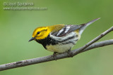 Black-throated Green Warbler (male)