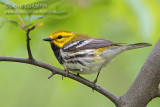 Black-throated Green Warbler