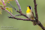 Common Yellowthroat