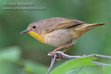 Common Yellowthroat (female)