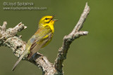 Prairie Warbler