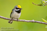 Golden-winged Warbler