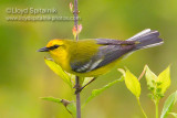 Blue-winged Warbler