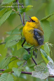 Blue-winged Warbler