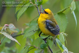 Blue-winged Warbler