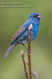 Indigo Bunting