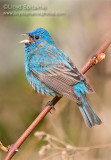 Indigo Bunting